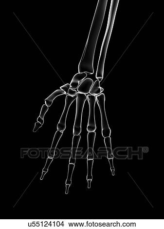 "Human hand bones, Illustration" View Large Illustration Stock Illustration - "Human hand bones, Illustration". Fotosearch