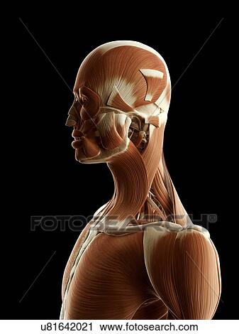 Clip Art - "Human head and neck, Illustration". Fotosearch