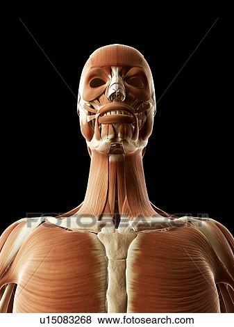 Stock Illustration - "Human head and neck, Illustration". Fotosearch