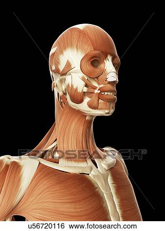 "Human head and neck, Illustration" View Large Illustration Stock Illustration - "Human head and neck, Illustration". Fotosearch