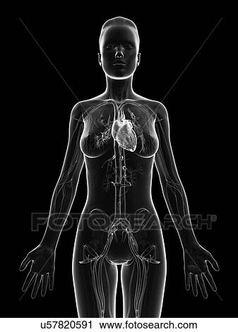 "Human heart, Illustration" View Large Illustration Clip Art - "Human heart, Illustration". Fotosearch