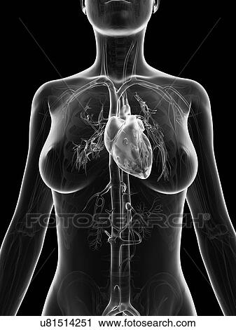 "Human heart, Illustration" View Large Illustration Clip Art - "Human heart, Illustration". Fotosearch