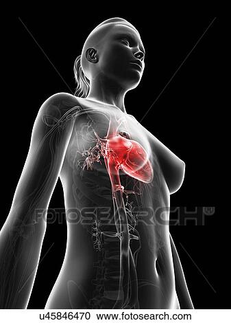 "Human heart, Illustration" View Large Illustration Clipart - "Human heart, Illustration". Fotosearch
