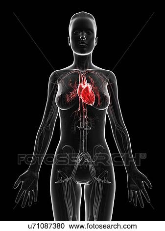 "Human heart, Illustration" View Large Illustration Clipart - "Human heart, Illustration". Fotosearch