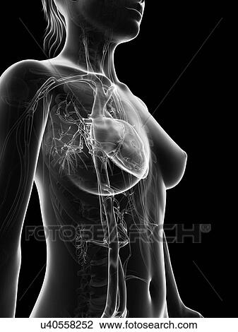 "Human heart, Illustration" View Large Illustration Drawing - "Human heart, Illustration". Fotosearch