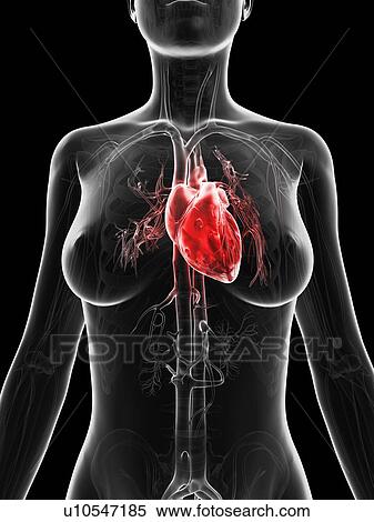 "Human heart, Illustration" View Large Illustration Stock Illustration - "Human heart, Illustration". Fotosearch
