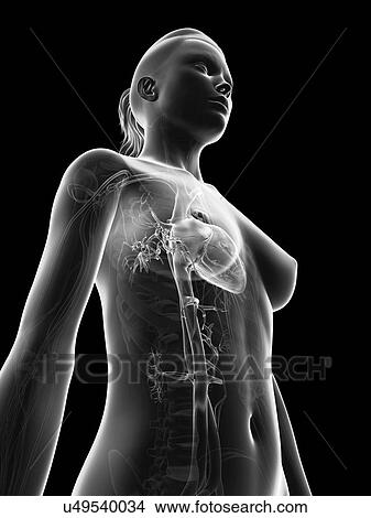 "Human heart, Illustration" View Large Illustration Stock Illustration - "Human heart, Illustration". Fotosearch