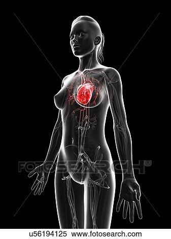 "Human heart, Illustration" View Large Illustration Stock Illustration - "Human heart, Illustration". Fotosearch