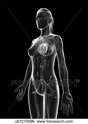 "Human heart, Illustration" View Large Illustration Stock Illustration - "Human heart, Illustration". Fotosearch
