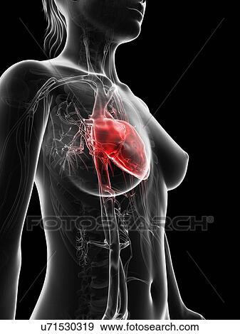 "Human heart, Illustration" View Large Illustration Stock Illustration - "Human heart, Illustration". Fotosearch