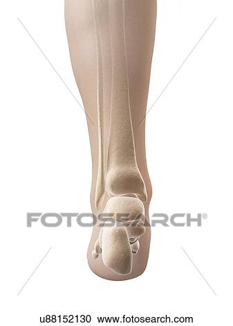 Clipart - "Human heel bones, Illustration". Fotosearch