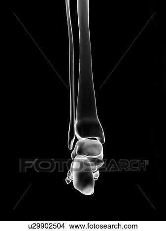 Stock Illustration - "Human heel bones, Illustration". Fotosearch