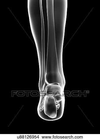 Stock Illustration - "Human heel bones, Illustration". Fotosearch