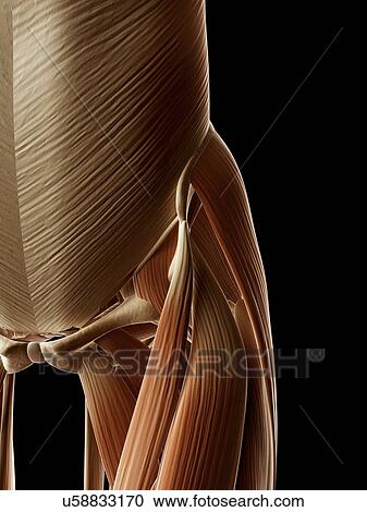 "Human hip and leg muscles, Illustration" View Large Illustration Clipart - "Human hip and leg muscles, Illustration". Fotosearch