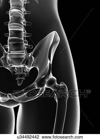 Drawing - "Human hip bone, Illustration". Fotosearch