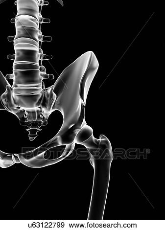 "Human hip bone, Illustration" View Large Illustration Stock Illustration - "Human hip bone, Illustration". Fotosearch