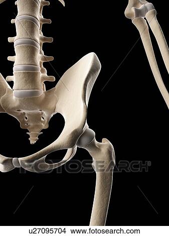 "Human hip bones, Illustration" View Large Illustration Stock Illustration - "Human hip bones, Illustration". Fotosearch