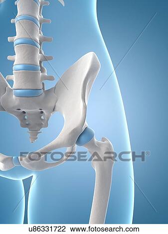 Drawing - "Human hip joint, Illustration". Fotosearch