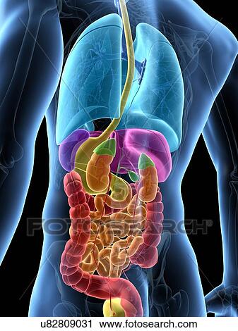 Clip Art - "Human internal organs, Illustration". Fotosearch