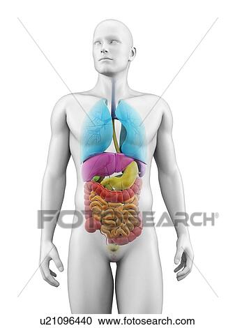 "Human internal organs, Illustration" View Large Illustration Clipart - "Human internal organs, Illustration". Fotosearch
