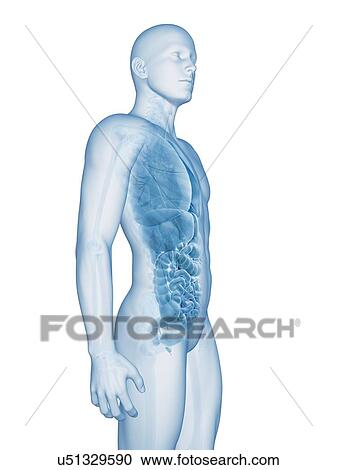 Clipart - "Human internal organs, Illustration". Fotosearch