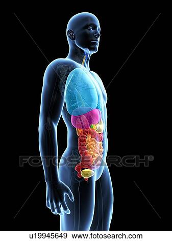 Stock Illustration - "Human internal organs, Illustration". Fotosearch
