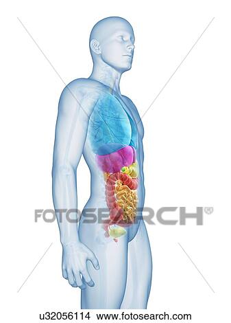"Human internal organs, Illustration" View Large Illustration Stock Illustration - "Human internal organs, Illustration". Fotosearch