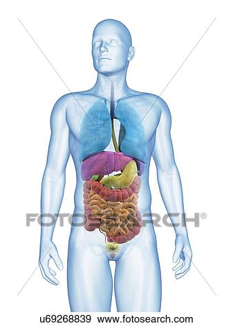 "Human internal organs, Illustration" View Large Illustration Stock Illustration - "Human internal organs, Illustration". Fotosearch