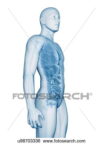 "Human internal organs, Illustration" View Large Illustration Stock Illustration - "Human internal organs, Illustration". Fotosearch