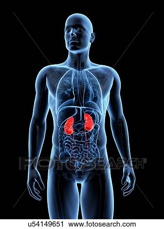 "Human kidneys, Illustration" View Large Illustration Clip Art - "Human kidneys, Illustration". Fotosearch