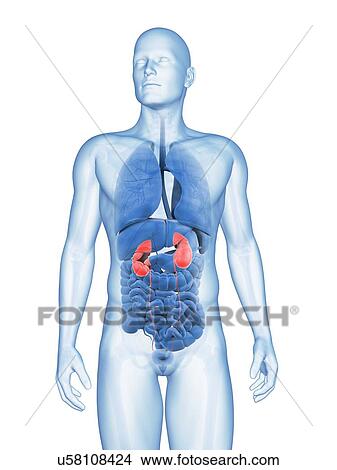 Stock Illustration - "Human kidneys, Illustration". Fotosearch