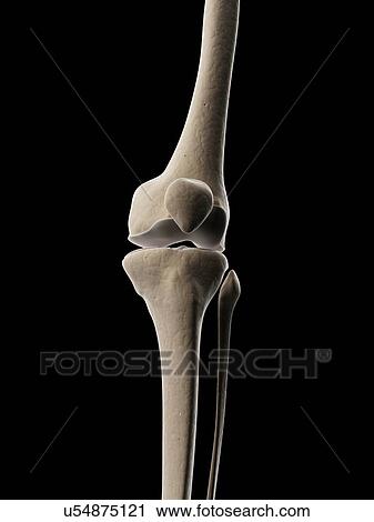 "Human knee joint, Illustration" View Large Illustration Clip Art - "Human knee joint, Illustration". Fotosearch