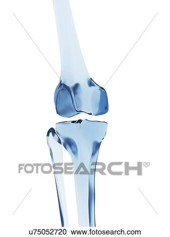 "Human knee joint, Illustration" View Large Illustration Clipart - "Human knee joint, Illustration". Fotosearch