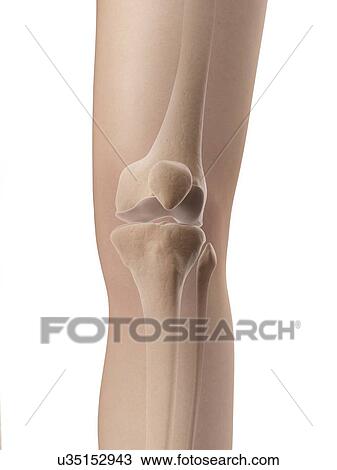 Drawing - "Human knee joint, Illustration". Fotosearch