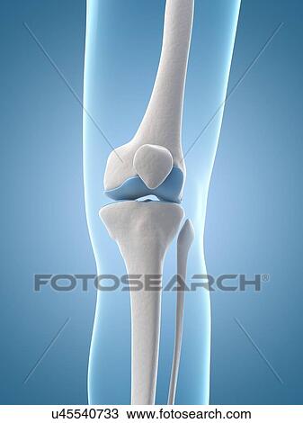 "Human knee joint, Illustration" View Large Illustration Drawing - "Human knee joint, Illustration". Fotosearch