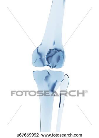 "Human knee joint, Illustration" View Large Illustration Drawing - "Human knee joint, Illustration". Fotosearch
