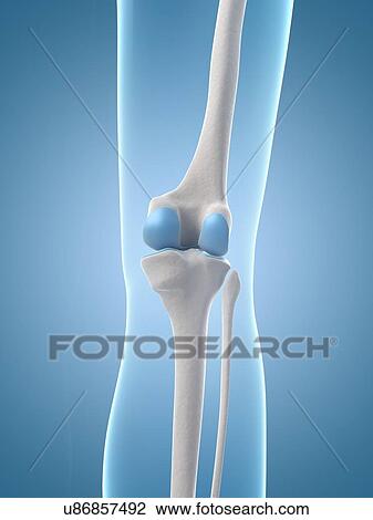 Drawing - "Human knee joint, Illustration". Fotosearch
