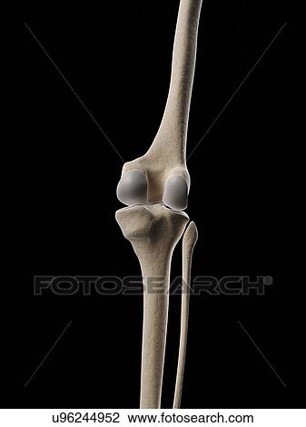 Drawing - "Human knee joint, Illustration". Fotosearch