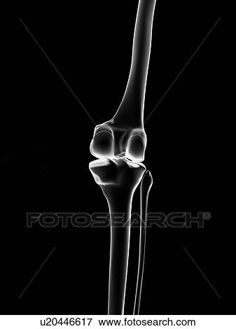 Stock Illustration - "Human knee joint, Illustration". Fotosearch