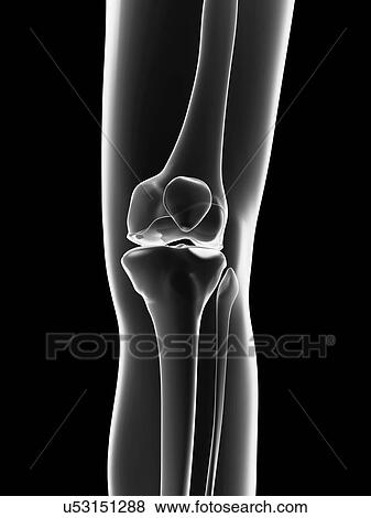 Stock Illustration - "Human knee joint, Illustration". Fotosearch