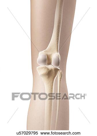 "Human knee joint, Illustration" View Large Illustration Stock Illustration - "Human knee joint, Illustration". Fotosearch