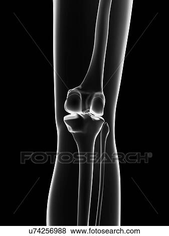 "Human knee joint, Illustration" View Large Illustration Stock Illustration - "Human knee joint, Illustration". Fotosearch