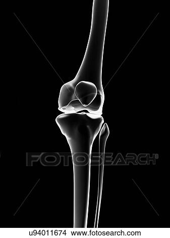 Stock Illustration - "Human knee joint, Illustration". Fotosearch