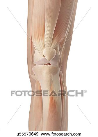 Stock Illustration - "Human knee muscles, Illustration". Fotosearch
