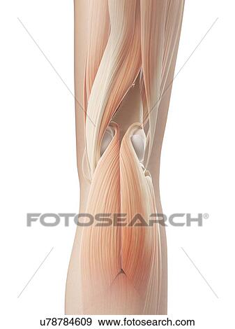 Stock Illustration - "Human knee muscles, Illustration". Fotosearch