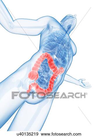 "Human large intestine, Illustration" View Large Illustration Stock Illustration - "Human large intestine, Illustration". Fotosearch
