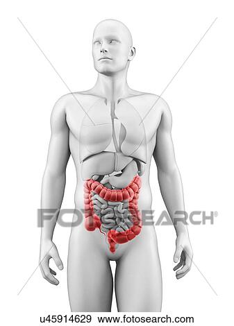 Stock Illustration - "Human large intestine, Illustration". Fotosearch