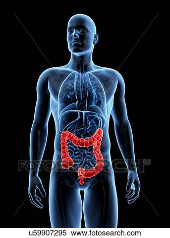 "Human large intestine, Illustration" View Large Illustration Stock Illustration - "Human large intestine, Illustration". Fotosearch