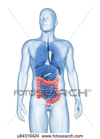 "Human large intestine, Illustration" View Large Illustration Stock Illustration - "Human large intestine, Illustration". Fotosearch