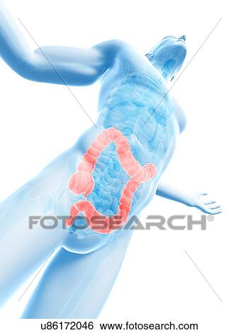 Stock Illustration - "Human large intestine, Illustration". Fotosearch